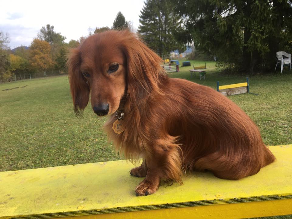 Hundefreunde Rottweil - Hundeplatz Rottweil - Trainingszeiten