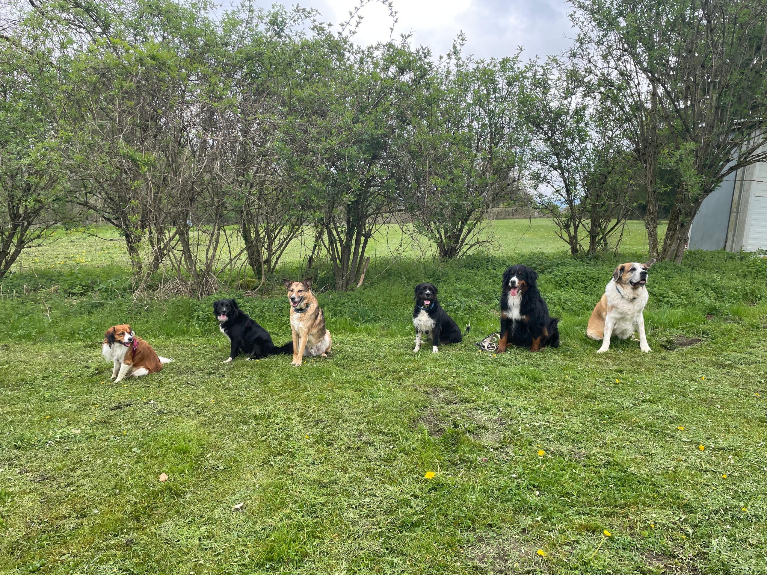 Hundefreunde Rottweil - Hundeplatz Rottweil - Trainingszeiten